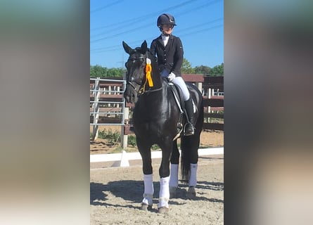 Alt Oldenburg, Stallion, 12 years, 16 hh, Black