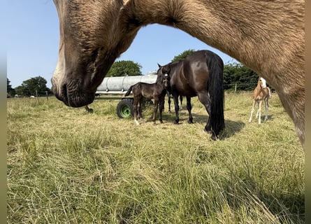 Alt Oldenburg, Stallion, , 16 hh, Black