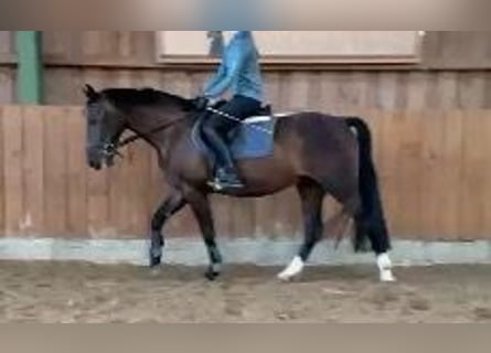 Alt-Oldenburger, Castrone, 3 Anni, 165 cm, Baio scuro