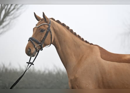 Alt-Oldenburger, Castrone, 8 Anni, 171 cm, Sauro