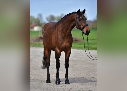 Alt-Oldenburger, Giumenta, 10 Anni, 163 cm, Baio