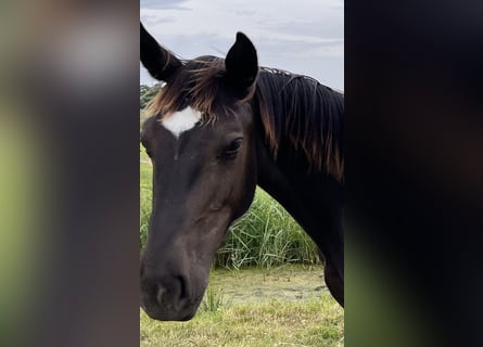 Alt Oldenburger, Hengst, 1 Jahr, 165 cm, Rappe