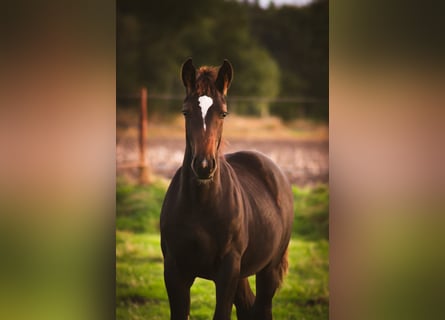 Alt Oldenburger, Hengst, 1 Jahr, 165 cm, Rappe