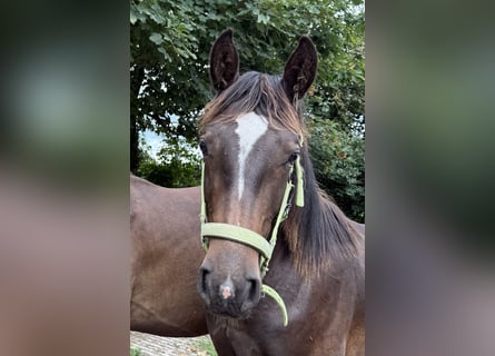 Alt Oldenburger, Hengst, 1 Jahr, 165 cm, Rappe