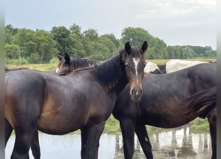 Alt Oldenburger, Hengst, 1 Jahr, 170 cm, Rappe