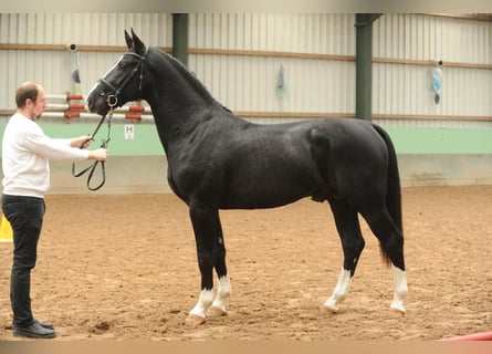 Alt Oldenburger, Hengst, 7 Jahre, 168 cm, Rappe