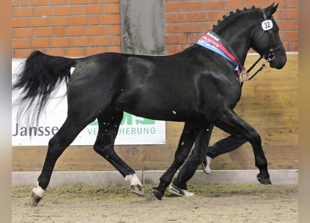Alt Oldenburger, Hengst, 9 Jahre, 169 cm, Rappe