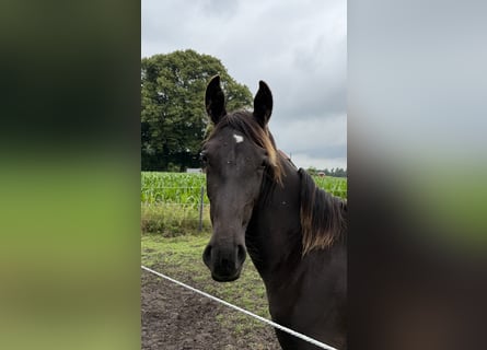 Alt Oldenburger, Stute, 1 Jahr, 175 cm, Rappe