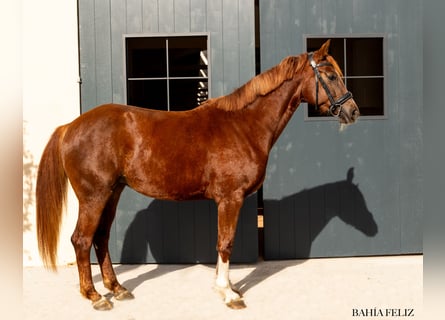 Alt Oldenburger, Stute, 4 Jahre, 162 cm, Hellbrauner