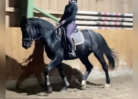 Alt Oldenburger, Wallach, 3 Jahre, 161 cm, Rappe