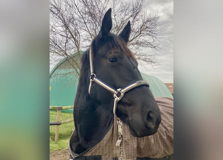 Alt Oldenburger, Wallach, 3 Jahre, 162 cm, Rappe