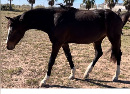 Alt-Oldenburgo, Yegua, 3 años