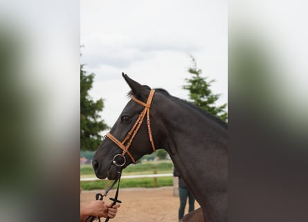 Alt-Oldenburgo, Yegua, 4 años, 164 cm, Negro