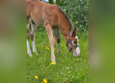 Alt-Wurtemberger, Semental, 1 año, 162 cm, Castaño