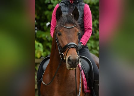 Altèr Real, Stallion, 6 years, 15,2 hh, Brown