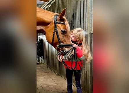 Altmärkisches Kaltblut, Stallone, 5 Anni