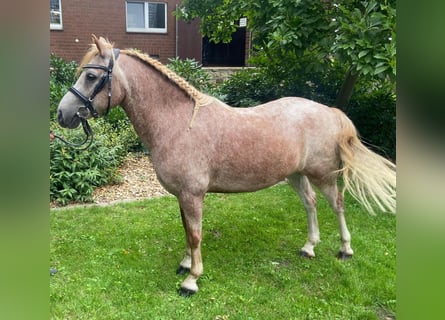 Altre razze, Castrone, 10 Anni, 125 cm, Grigio trotinato