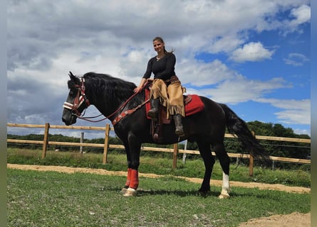 Altre razze, Castrone, 10 Anni, 150 cm, Baio scuro