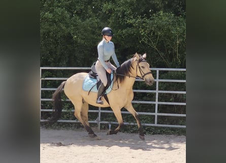 Altre razze, Castrone, 10 Anni, 150 cm, Falbo