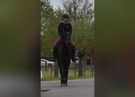 Altre razze, Castrone, 11 Anni, 161 cm, Baio scuro