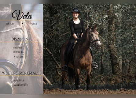 Altre razze, Castrone, 12 Anni, 158 cm, Pelle di daino