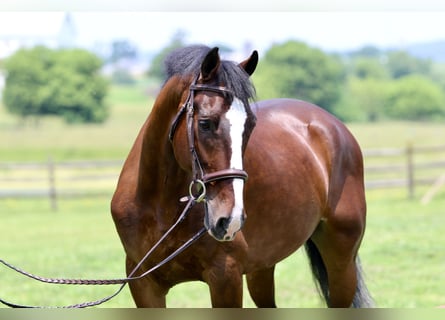 Altre razze, Castrone, 13 Anni, Baio ciliegia