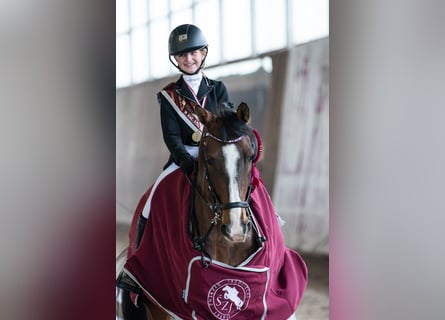 Altre razze, Castrone, 14 Anni, 166 cm, Baio