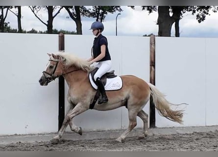 Altre razze, Castrone, 19 Anni, 147 cm, Sauro
