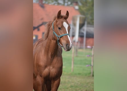 Altre razze, Castrone, 2 Anni, 158 cm, Sauro