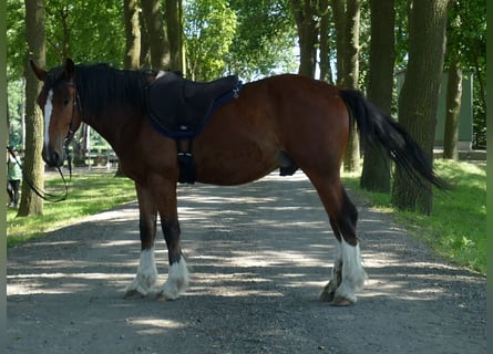Altre razze, Castrone, 3 Anni, 147 cm, Baio