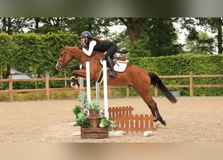 Altre razze, Castrone, 3 Anni, 148 cm, Baio
