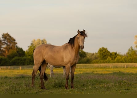 Altre razze, Castrone, 3 Anni, 151 cm, Champagne