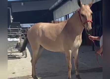 Altre razze Mix, Castrone, 3 Anni, 153 cm, Overo-tutti i colori