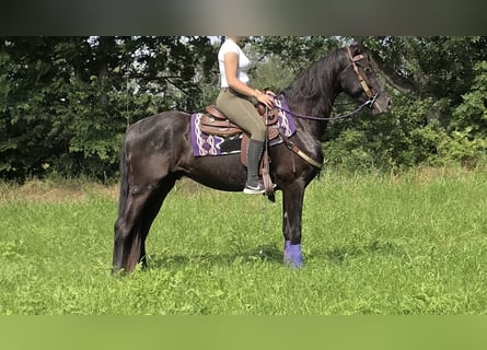 Altre razze, Castrone, 3 Anni, 156 cm, Morello