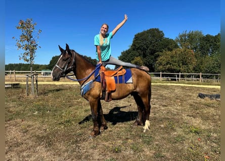 Altre razze Mix, Castrone, 3 Anni, 157 cm, Sauro scuro