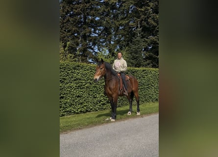 Altre razze, Castrone, 3 Anni, 161 cm, Baio scuro