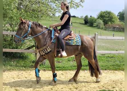 Altre razze, Castrone, 3 Anni, 162 cm, Sauro scuro