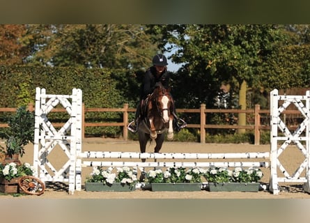Altre razze, Castrone, 4 Anni, 127 cm