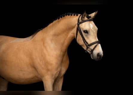 Altre razze, Castrone, 4 Anni, 137 cm, Pelle di daino