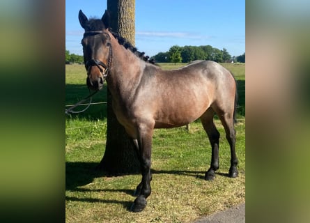 Altre razze, Castrone, 4 Anni, 145 cm, Grigio rossastro