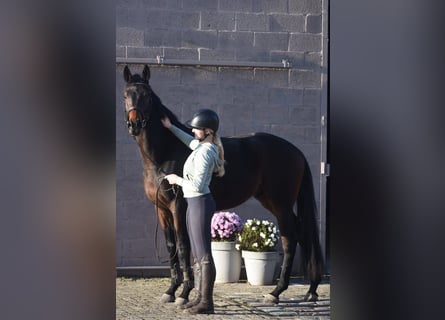 Altre razze, Castrone, 4 Anni, 165 cm, Baio scuro