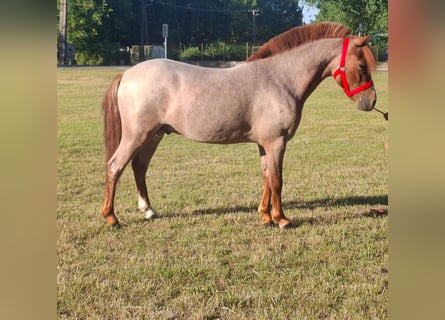 Altre razze, Castrone, 5 Anni, 105 cm, Sauro