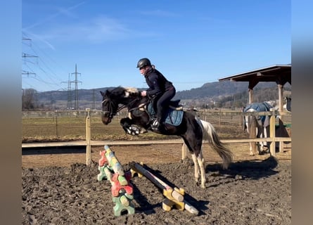 Altre razze, Castrone, 5 Anni, 138 cm, Pezzato