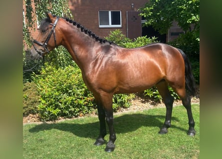 Altre razze, Castrone, 5 Anni, 147 cm, Baio