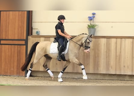 Altre razze, Castrone, 5 Anni, 148 cm