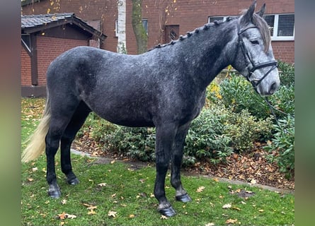 Altre razze, Castrone, 5 Anni, 150 cm, Grigio