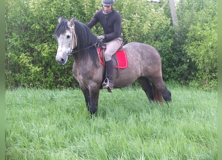Altre razze, Castrone, 5 Anni, 153 cm, Grigio pezzato