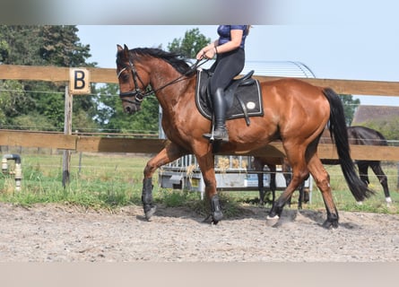 Altre razze, Castrone, 5 Anni, 155 cm, Baio