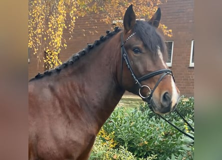 Altre razze, Castrone, 5 Anni, 155 cm, Baio