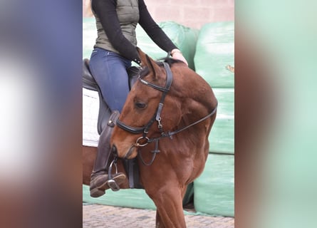 Altre razze, Castrone, 5 Anni, 158 cm, Baio